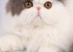 take a picture of your sign with my Persian Cat