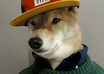 provide you with 130 AMAZING recipes for your dog