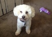 give at home tips for the grooming of your dog
