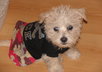 send you a cute small or ex small girl or boy doggie outfit
