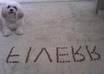 have my cute dog spell your message small1