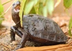 teach you how to breed your own food for reptiles