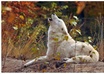 Arctic_white_wolf