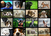 give write a full page of Dog Advice Grooming or Care