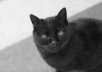 buy food and feed an alley street cat that always come to my house