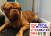 write your name or message next to my dog
