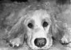 paint a Custom Black and White PET Portrait  Professional artist