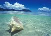 send you some sand from a beach in Hawaii with photo of the beach