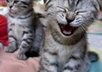 Laughter-funny-cat-laugh