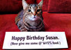 send you a photo of my adorable kitten posing with a message of your choosing