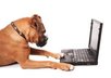 Dog-writing-on-computer
