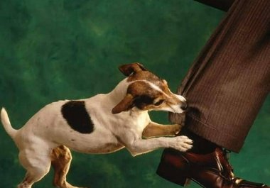send you the best ebook on How to Stop Your Puppy or Older Dog From Bitting big1