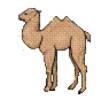 cashcamel