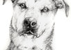 sketch or draw any animal you want