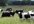 provide a link for a high quality stock footage AVI video clip of cows 1