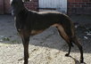 place your link on my PR2 dog site for one month and it will be seen on each page view