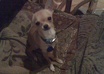 film my dog dancing with a song of your choice