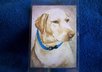 mail you 2 Yellow Labrador Retriever luggage tags