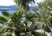place your banner on my exotic plant gardening niche forum for three weeks