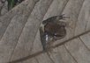 identify an North American animal including mammals, birds, reptiles, amphibians, insects, etc for you
