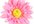 ship you a Pink Silk Daisy Flower clip