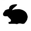 black_rabbit