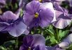 send you 20 photos of a variety of gorgeous flowers