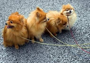 give you a prebuilt Dog Training Niche blog big1