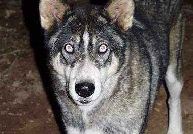 send you a funny video of me turning into a werewolf big1