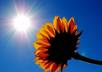 Sunshine1
