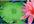 draw and design 3D Lotus and Water Lily using Photoshop CS 5