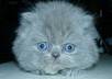 name your cat small1