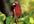 give you 251 High Quality PLR Articles on Flower, Florist