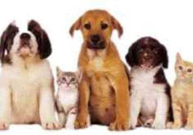 answer any 5 pet questions you may have big1