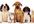 answer any 5 pet questions you may have