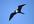 give you 483 PLR articles in fishing niche