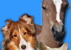 answer any question you may have about starting your own petsitting business