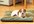 fill you in with all the pet friendly places here in Tn