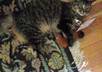 have my cat play with your message or website on video