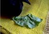 make a video of my Bunny eating your message