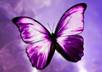 find your fairy name
