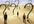 rate three of your questions on yahoo answers as best answer