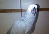 take a photograph of my african grey parrot holding a piece of card with your company name/slogan on it