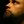 theorbital