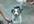 answer your dog grooming or dog training questions