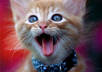 send you a ringtone of me meowing
