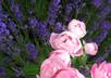 send you my 20 best flower pictures