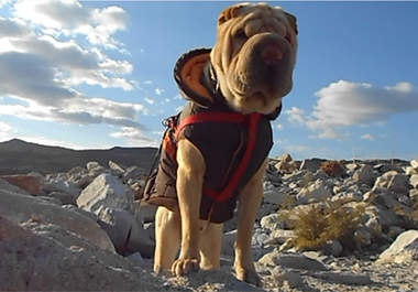 video record my Crazy Dog while saying your message big1