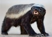 create a voice over, greeting or message as Randall aka the honey badger voice small1