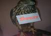 make a video/picture of Your text or message hanging on my REAL Hawk